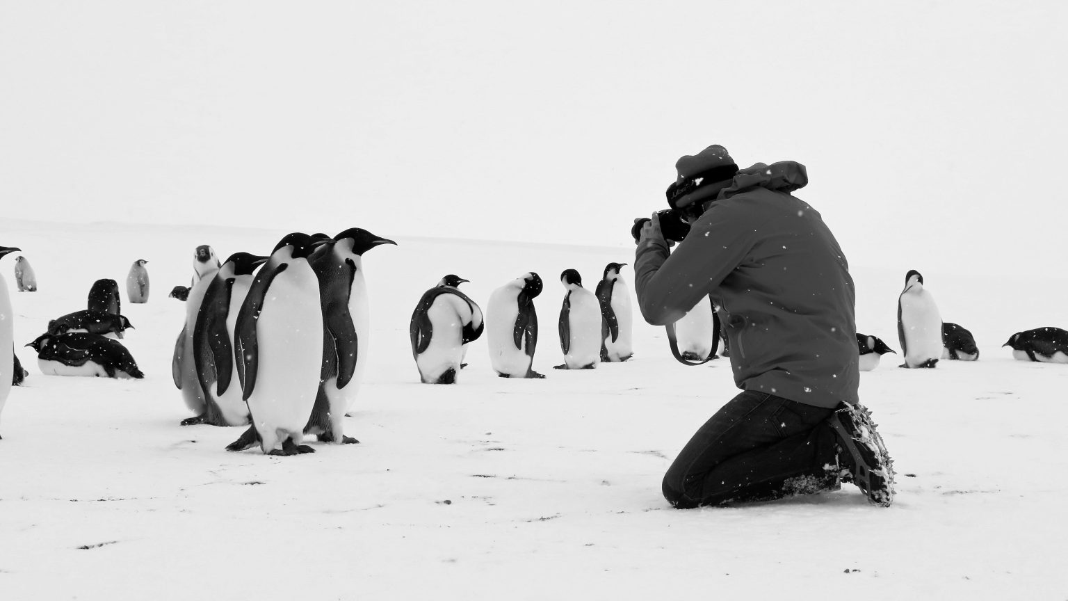 VOYAGE-AU-POLE-SUD_Les manchots Empereur prennent la pose ©Cédric Gentil_Expédition Wild-Touch Antarctica!-500Ko-2